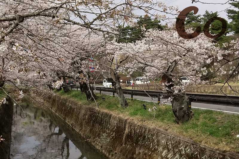 下の川沿いの桜並木は水面にも映る